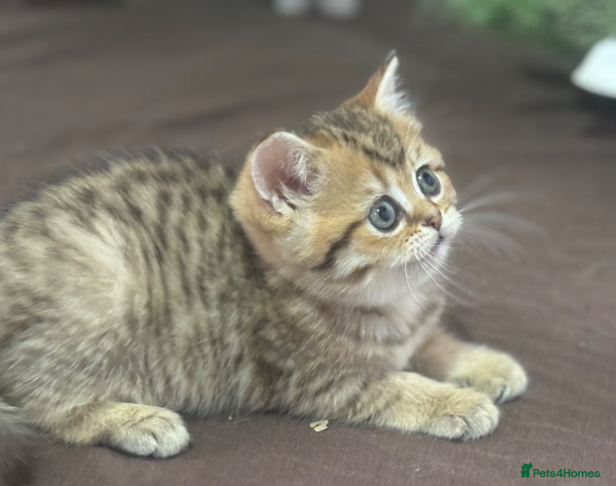 Munchkin cats TICA registered munchkin kittens  - Advert 1