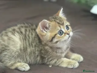Munchkin cats TICA registered munchkin kittens - Advert 3
