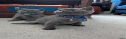 British Shorthair cats for sale: Full Pedigree British ShortHair  in York - Advert 17