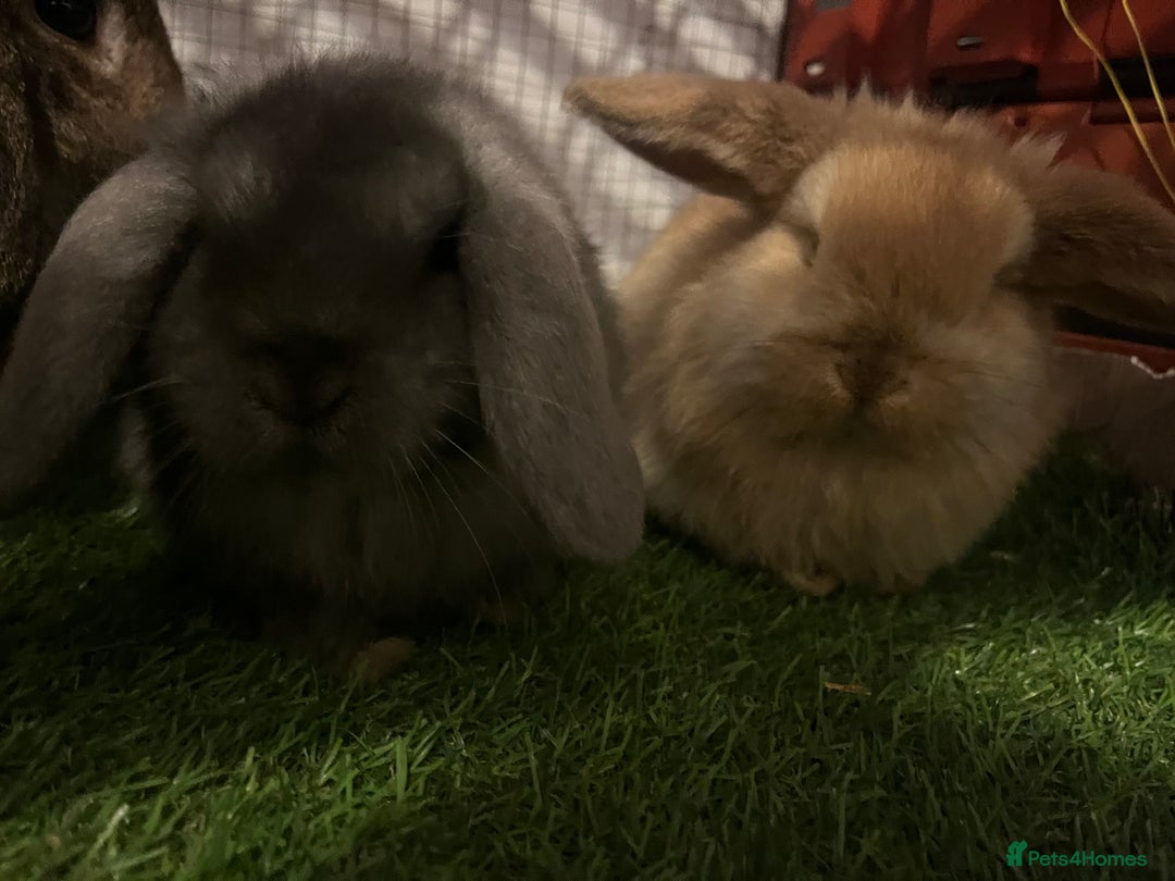 French Lop rabbits for sale: bunny - Advert 3