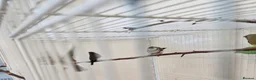 Finches birds for sale: Gouldian and Owl finch - Advert 6