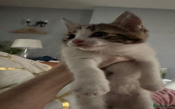 Mixed Breed cats for sale: Kittens  - Image 4