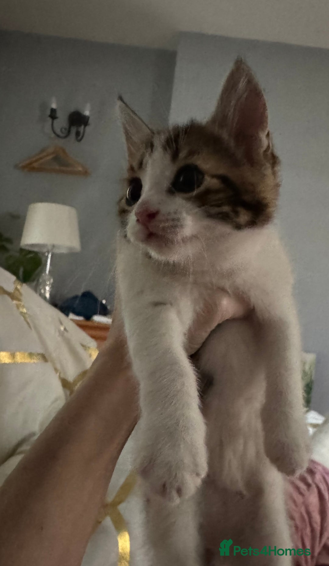 Mixed Breed cats for sale: Kittens  - Image 4