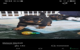 Rottweiler dogs for sale: Top quality European bloodlines rottweiler Puppies - Image 2