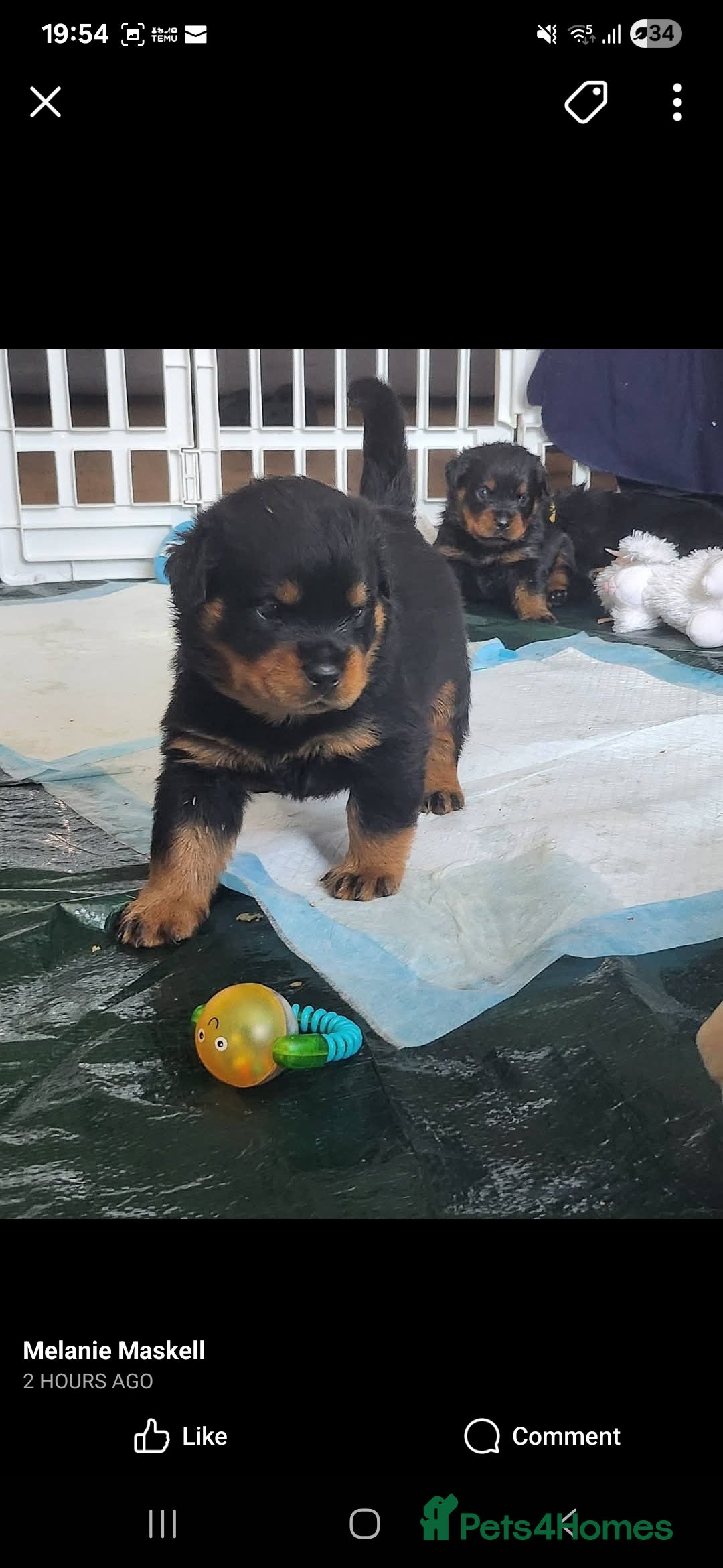 Rottweiler dogs for sale: Top quality European bloodlines rottweiler Puppies - Image 2