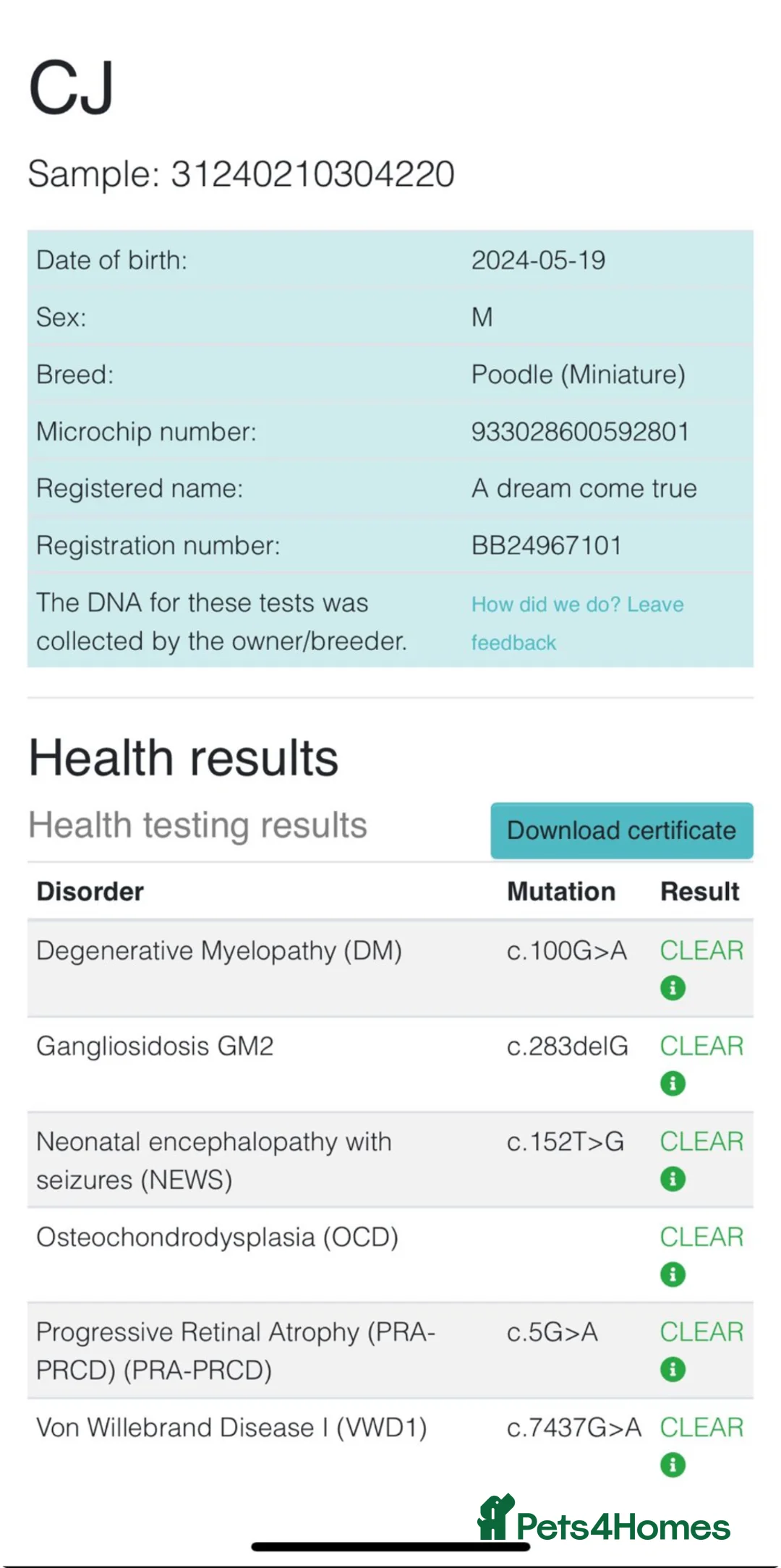 Cockapoo dogs for sale: Cockapoo Puppies - Advert 12