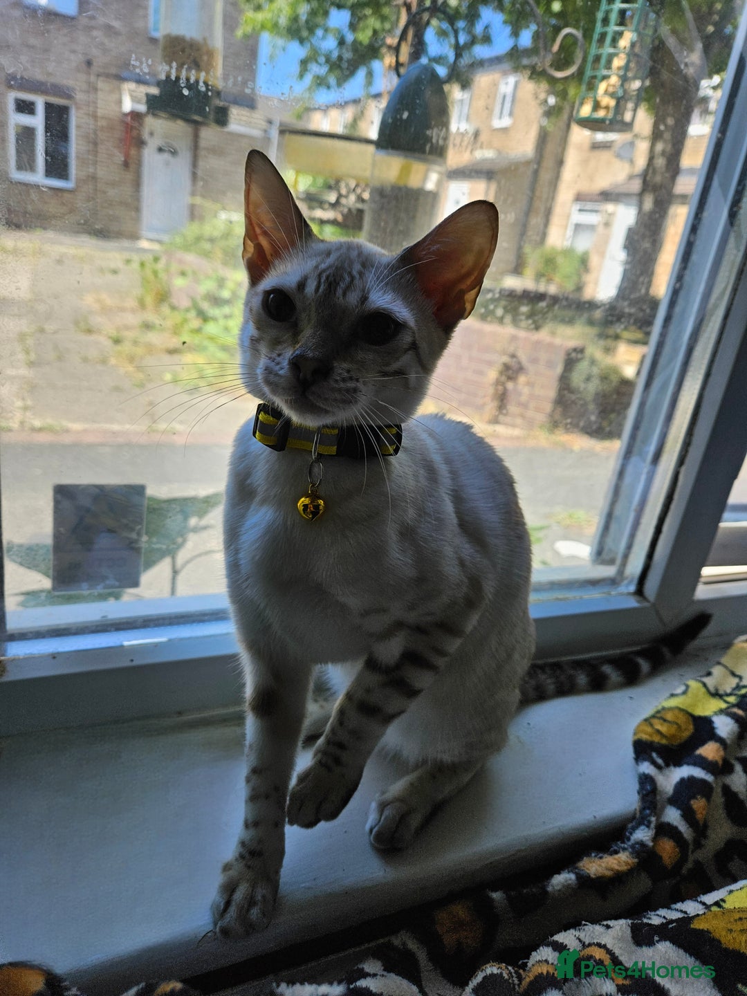 Bengal cats for sale: Snow bengal kittens for loving homes  - Image 13