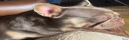 French Bulldog dogs for sale: French bulldogs pink and fluffy carriers - Advert 3
