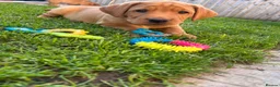 Labrador Retriever dogs for sale: 3 FoxRed Labrador Boys Available  - Advert 21