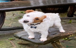 Parson Russell dogs for sale: Pedigree Parson Russell Terriers Puppies. - Image 7