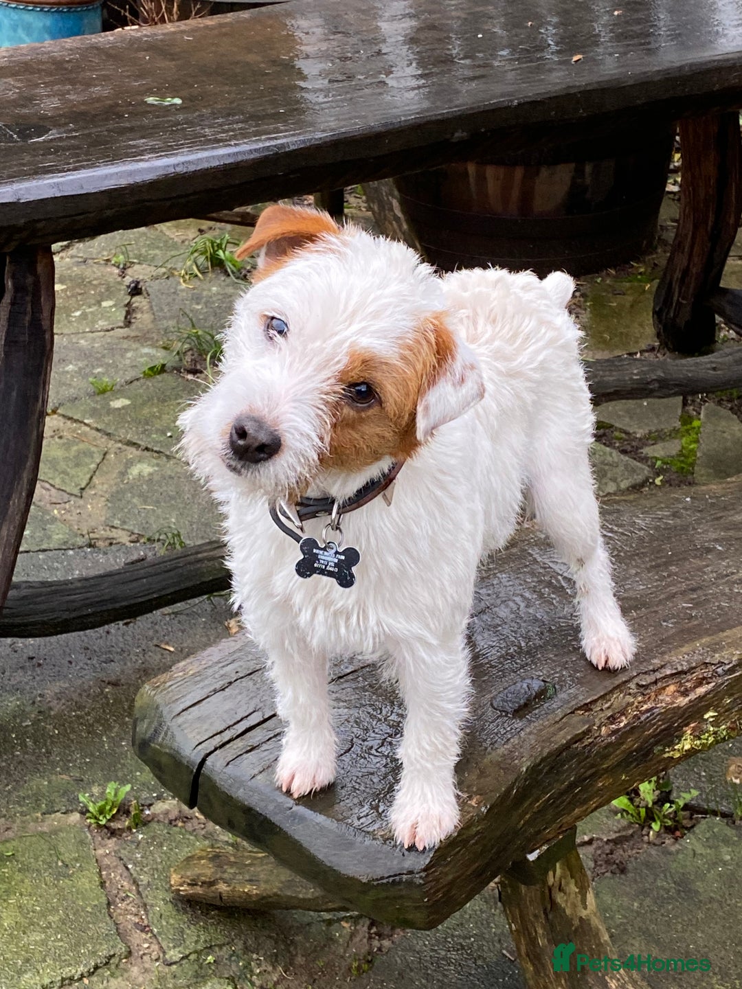 Parson Russell dogs for sale: Pedigree Parson Russell Terriers Puppies. - Image 7