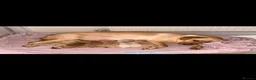 Labrador Retriever dogs for stud: Kylo  - Advert 9