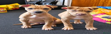 Mixed Breed 8