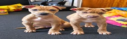 Mixed Breed dogs for sale: 8 mixed breed puppies  - Advert 2