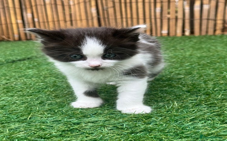 Domestic Shorthair cats - Advert 12