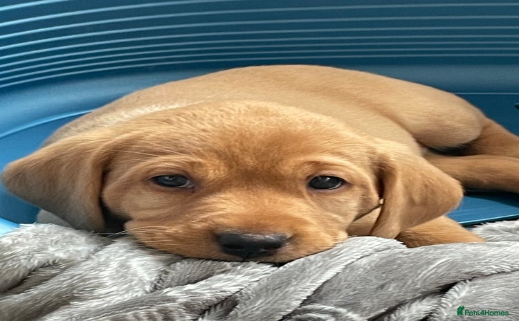 Labrador Retriever dogs - Advert 1
