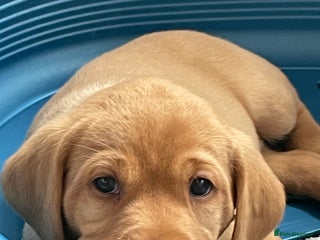 Labrador Retriever dogs - Advert 24