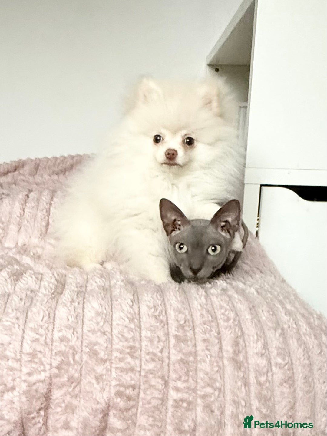 Pomeranian dogs for sale: Pomeranian puppy male - Advert 1