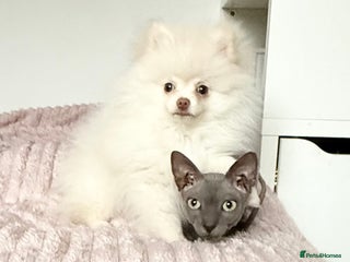 Pomeranian dogs Pomeranian puppy male - Advert 1