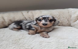 Miniature Dachshund dogs for sale: KC Long Haired Cream Carriers Miniature Dachshunds - Image 9