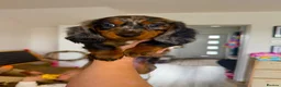 Dachshund dogs for sale: Long Haired Miniature Dachshund  in Neath - Advert 6