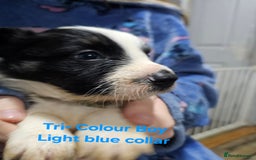 Border Collie dogs for sale: Border Collie Puppies - Image 21