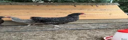 Chickens poultry for sale: Various pullets for sale  - Advert 10