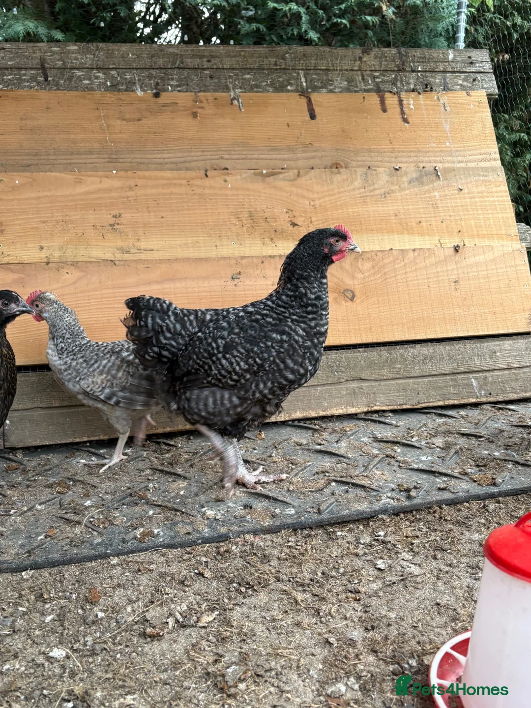 Chickens poultry for sale: Various pullets for sale  - Advert 10