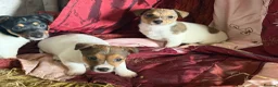 Jack Russell dogs for sale: Jack Russell puppies ready now  - Advert 10