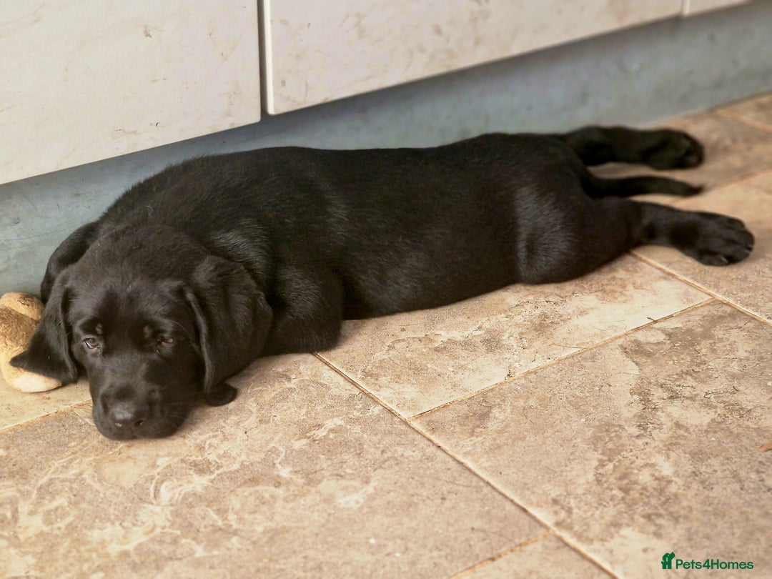 Labrador Retriever dogs for sale: Chunky black labrador girl available  - Image 8