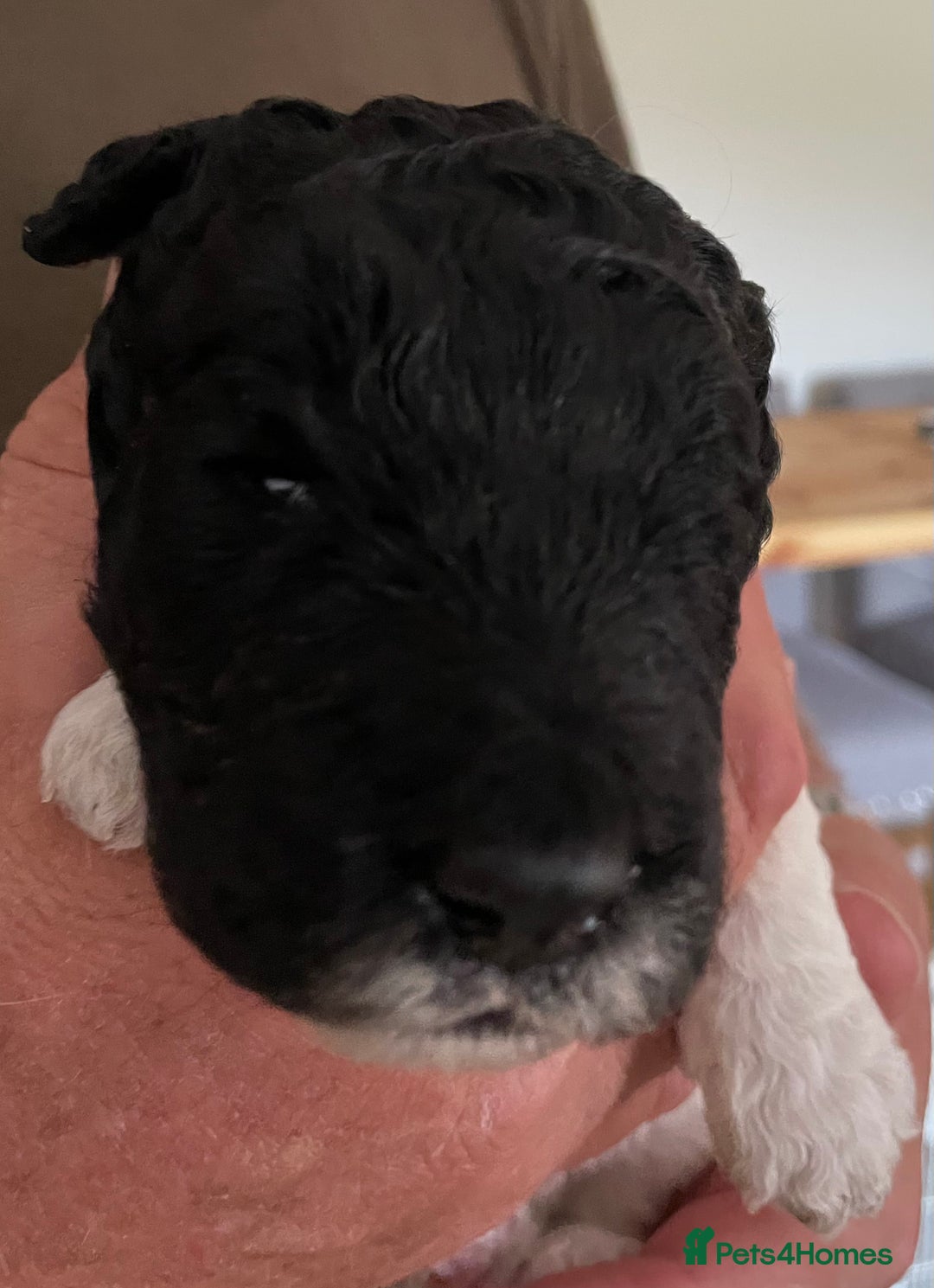 Saint Bernard dogs for sale: St Berdoodle (Saint Bernard standard Poodle) - Image 9