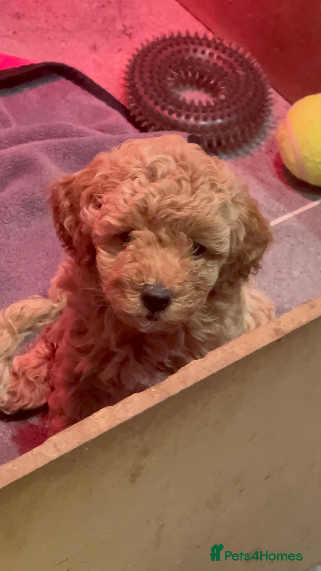 Miniature Poodle dogs for sale: Stunning Miniture Poodles - Image 7
