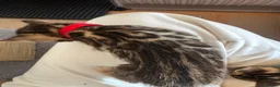 Bengal cats for sale: Stunning Bengal kittens - Advert 24