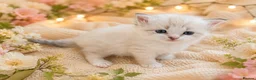 Siberian cats for sale: Hypoallergenic Champion Siberian Kittens-Ready JUL - Advert 5