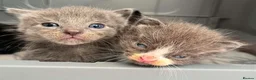 Ragdoll cats for sale: 1 Already reserved Fluffy Ragdoll Cross Kittens  - Advert 30