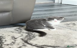 Scottish Fold cats for sale: Kittens  - Image 1