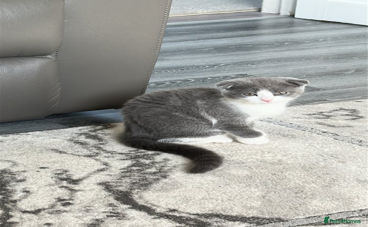 Scottish Fold cats - Advert 1