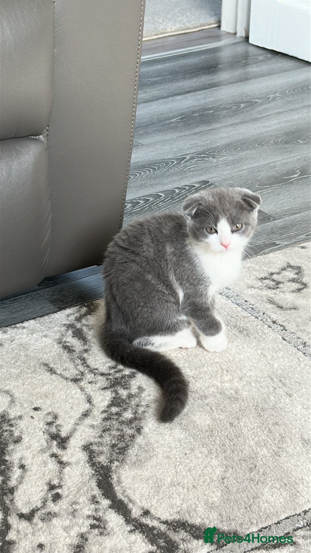Scottish Fold cats for sale: Kittens  - Image 1