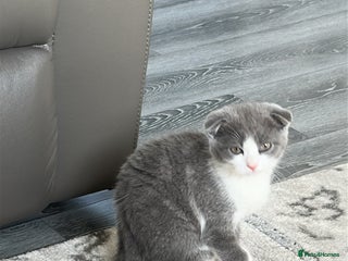 Scottish Fold cats for sale - Advert 1