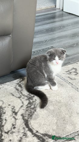 Scottish Fold cats - Advert 2