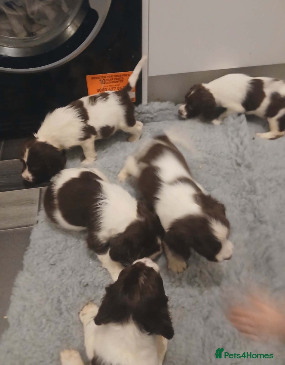 English Springer Spaniel dogs for sale: Springer spaniel pups - Advert 3