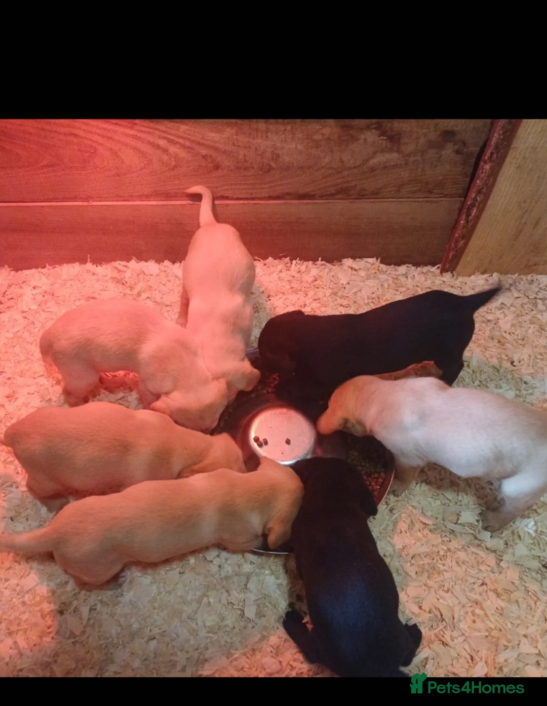 Labrador Retriever dogs for sale: KC registered working labrador puppies - Advert 1