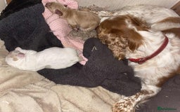 Cocker Spaniel dogs for sale: Amazing Chunky Working Cocker spaniel Puppies - Image 4