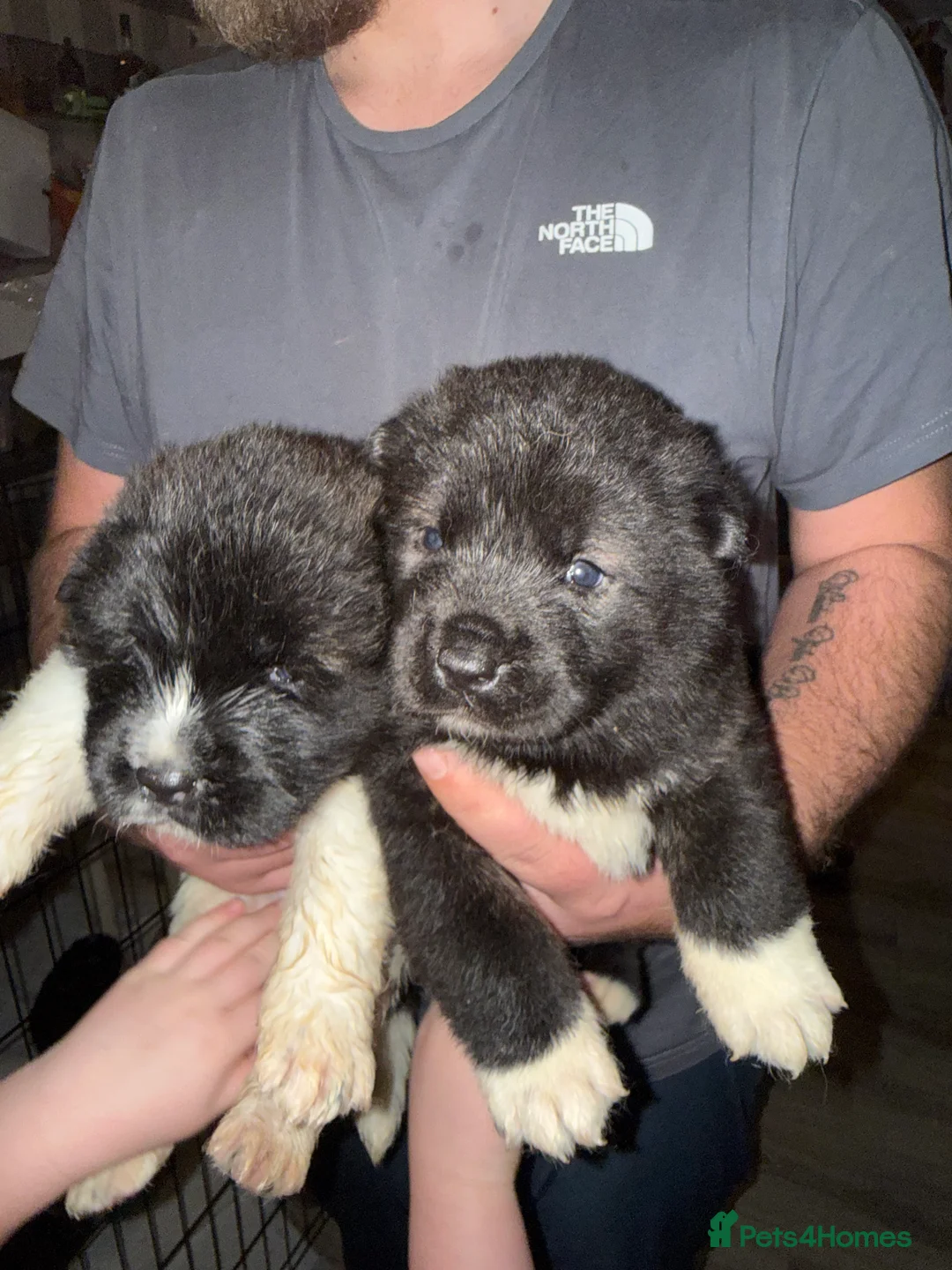 Gallery Image {{count}}