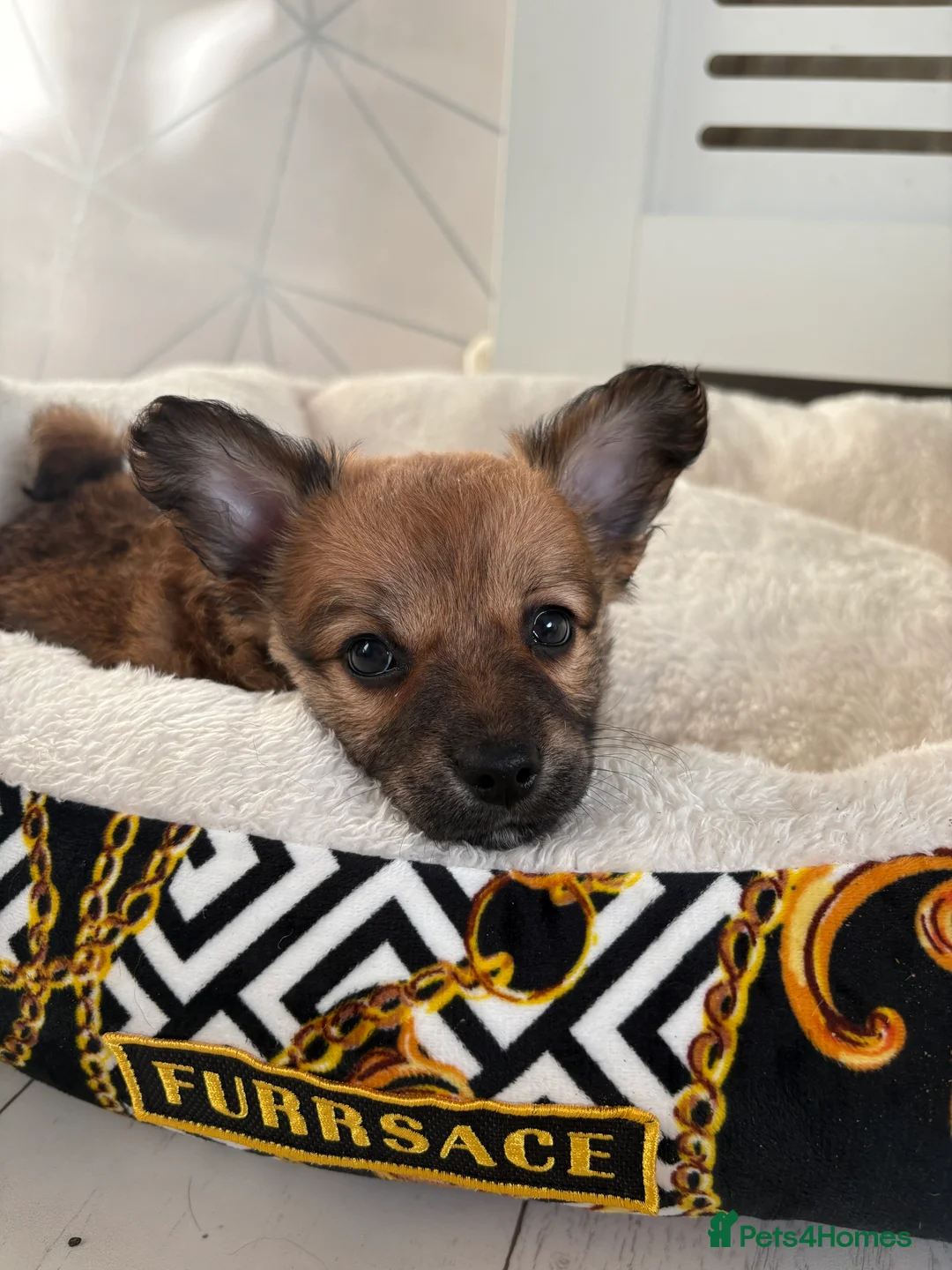 Mixed Breed dogs for sale: Italian volpino x deer head chihuahua puppies  - Advert 20
