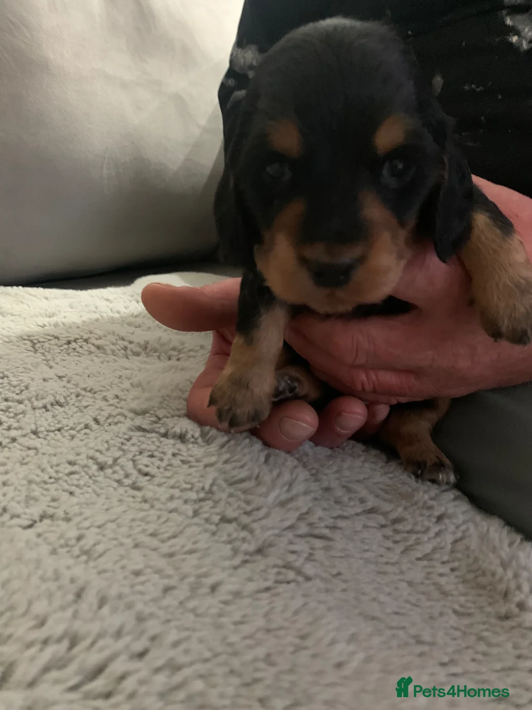 Miniature Dachshund dogs for sale: Long haired dachshund  - Advert 7