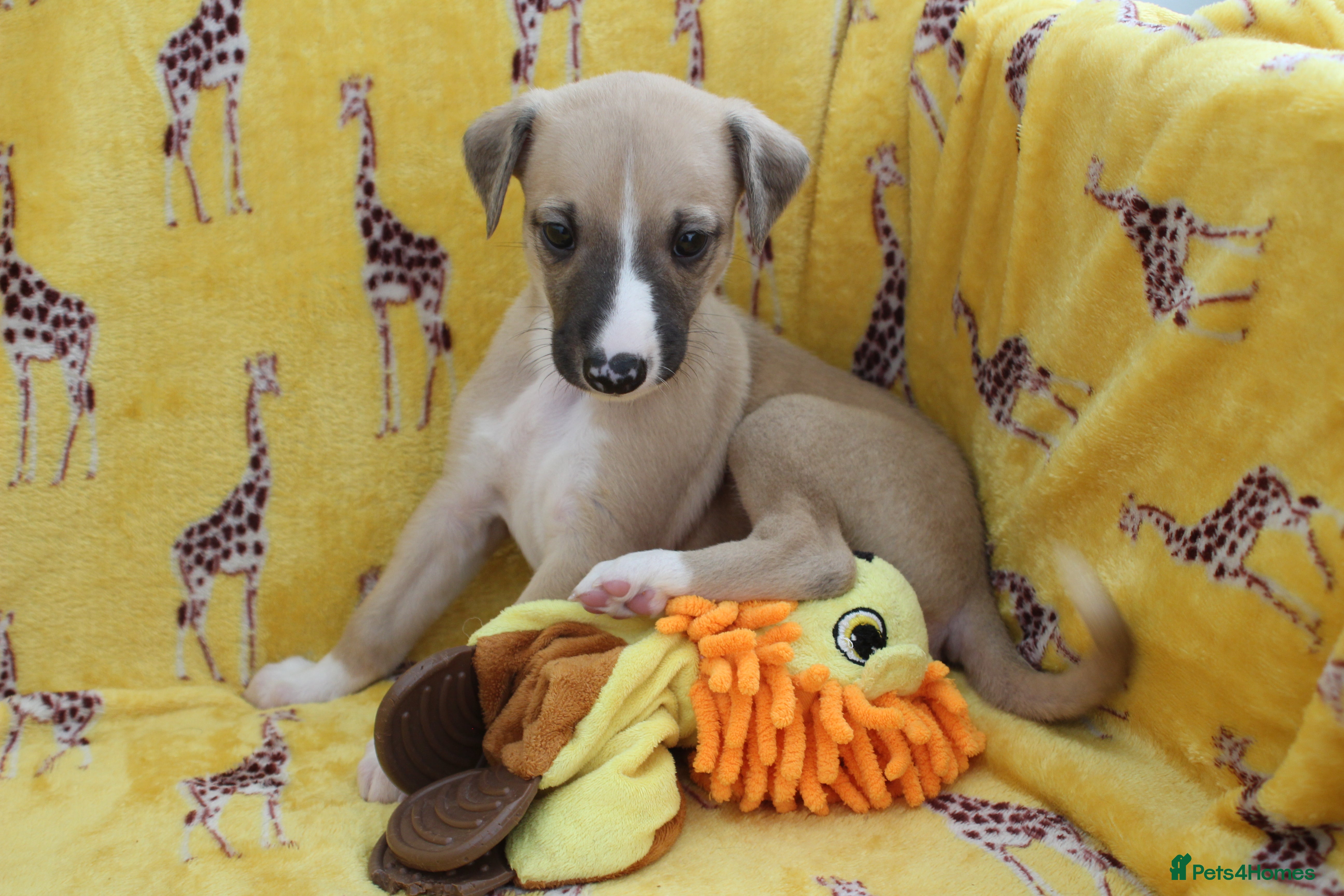 Whippet dogs Quality KC whippet pups from heart tested psrents - Advert 2
