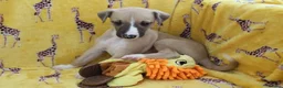 Whippet dogs for sale: Quality KC whippet pups from heart tested psrents in Stoke-on-Trent - Advert 2