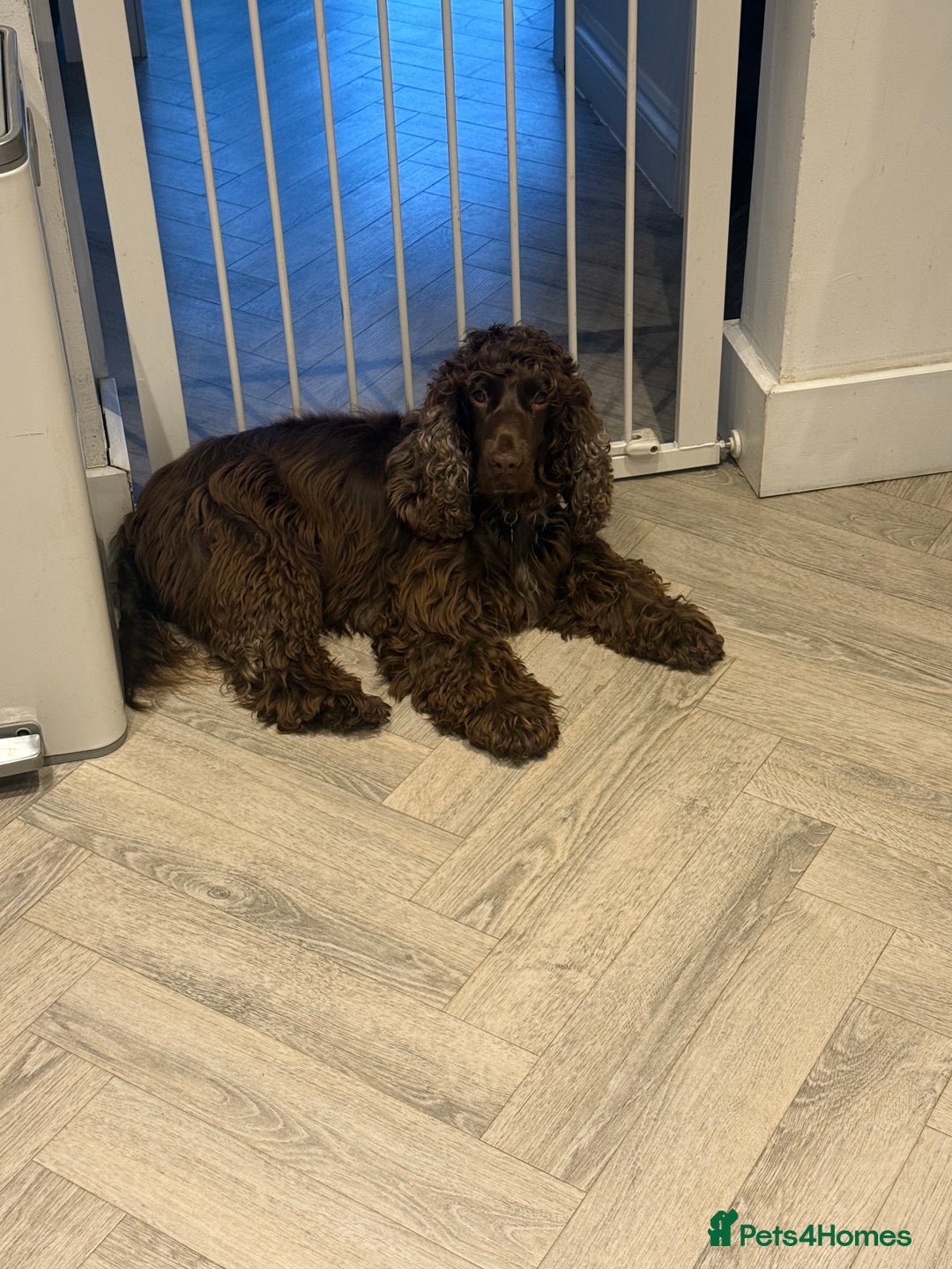 Cocker Spaniel dogs for sale: Gorgeous Show Type Cocker Spaniel Puppies  - Advert 2