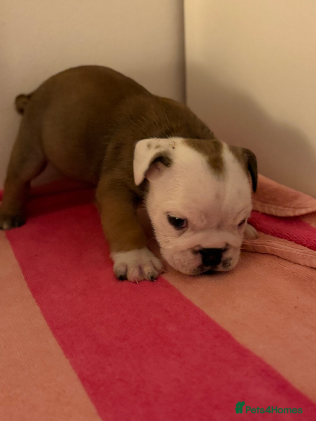 English Bulldog dogs for sale: Amazing British bulldogs  - Image 26